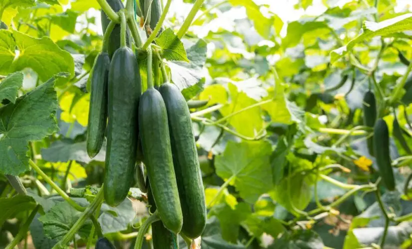 Pepinos São Tesouros da Horta Veja Como Plantar