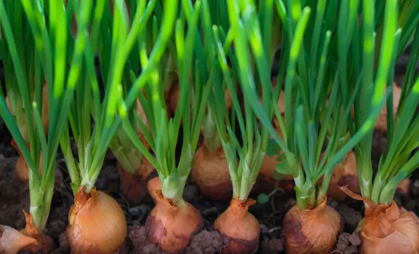 Como Cultivar Cebola e Ter um Temperinho Natural Sempre à Mão