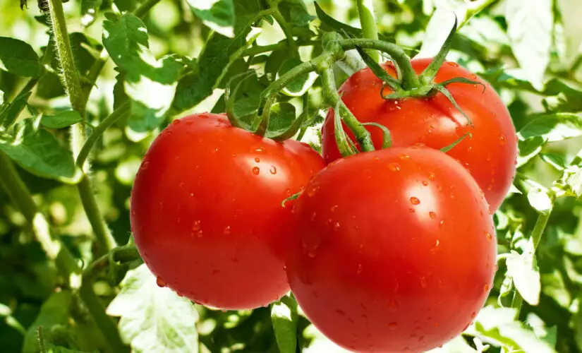 Como Plantar Tomate - Créditos: depositphotos.com / fotokostic