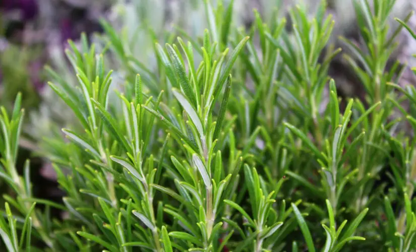 Dicas Infalíveis para Plantar Alecrim e Ter uma Horta Sempre Verde