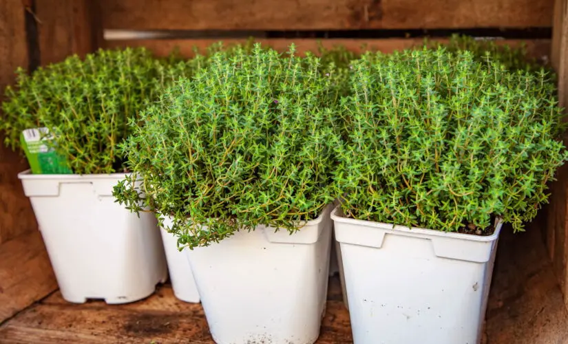Dicas Essenciais para Plantar Tomilho e Ter um Cultivo Produtivo