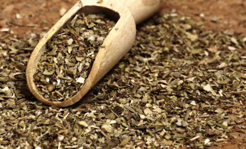 Como Plantar Orégano e Ter um Temperinho Sempre Fresco