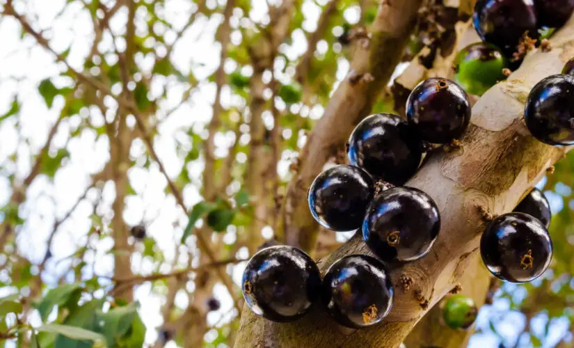 O Segredo para Jabuticabeiras Sempre Produtivas e Saudáveis