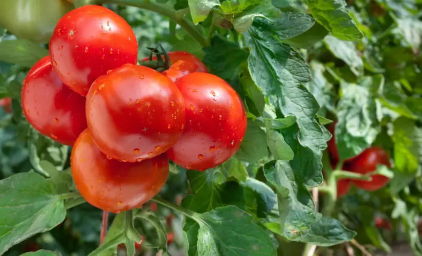 Como Plantar Tomate - Créditos: depositphotos.com / fotokostic