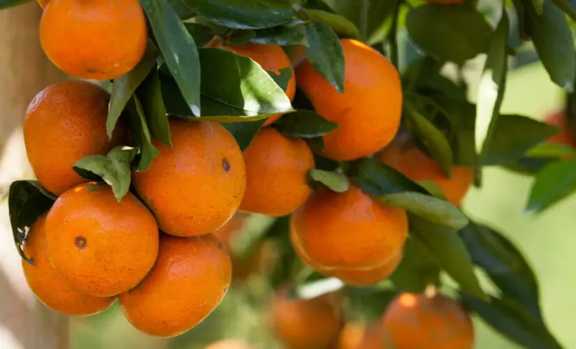 Plantar Laranja - Créditos: depositphotos.com / sripfoto