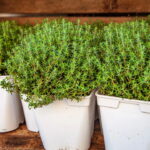 Dicas Essenciais para Plantar Tomilho e Ter um Cultivo Produtivo