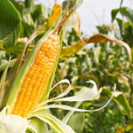 Dicas Práticas para Plantar Milho em Casa e Ter uma Colheita Farta
