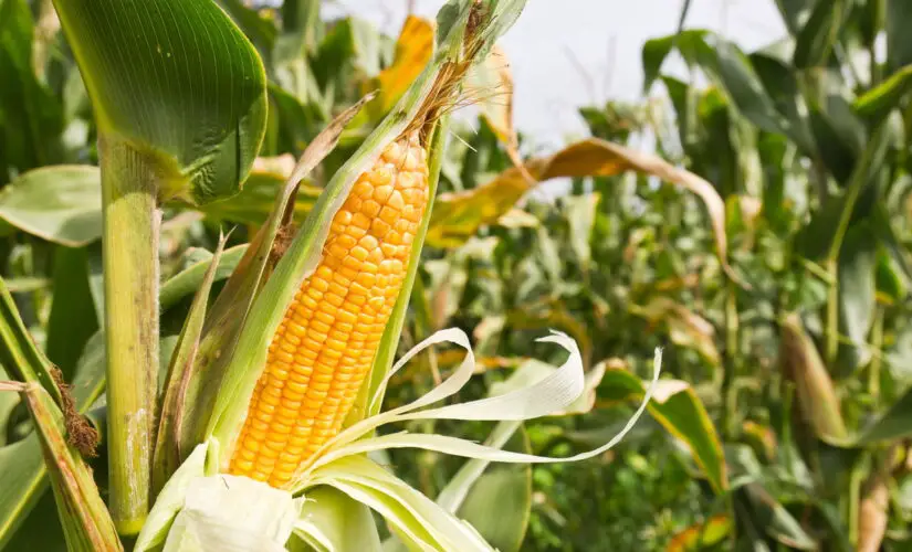 Dicas Práticas para Plantar Milho em Casa e Ter uma Colheita Farta