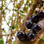 O Segredo para Jabuticabeiras Sempre Produtivas e Saudáveis