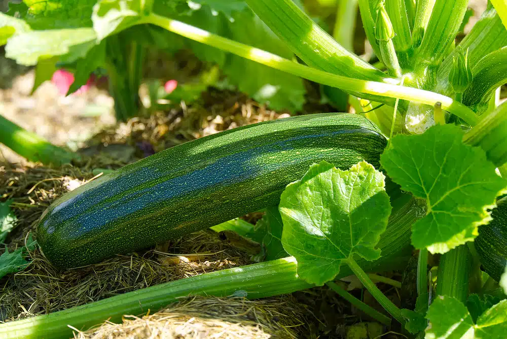Descubra os Segredos de Plantar em Casa e Cultive Abobrinhas Deliciosas!