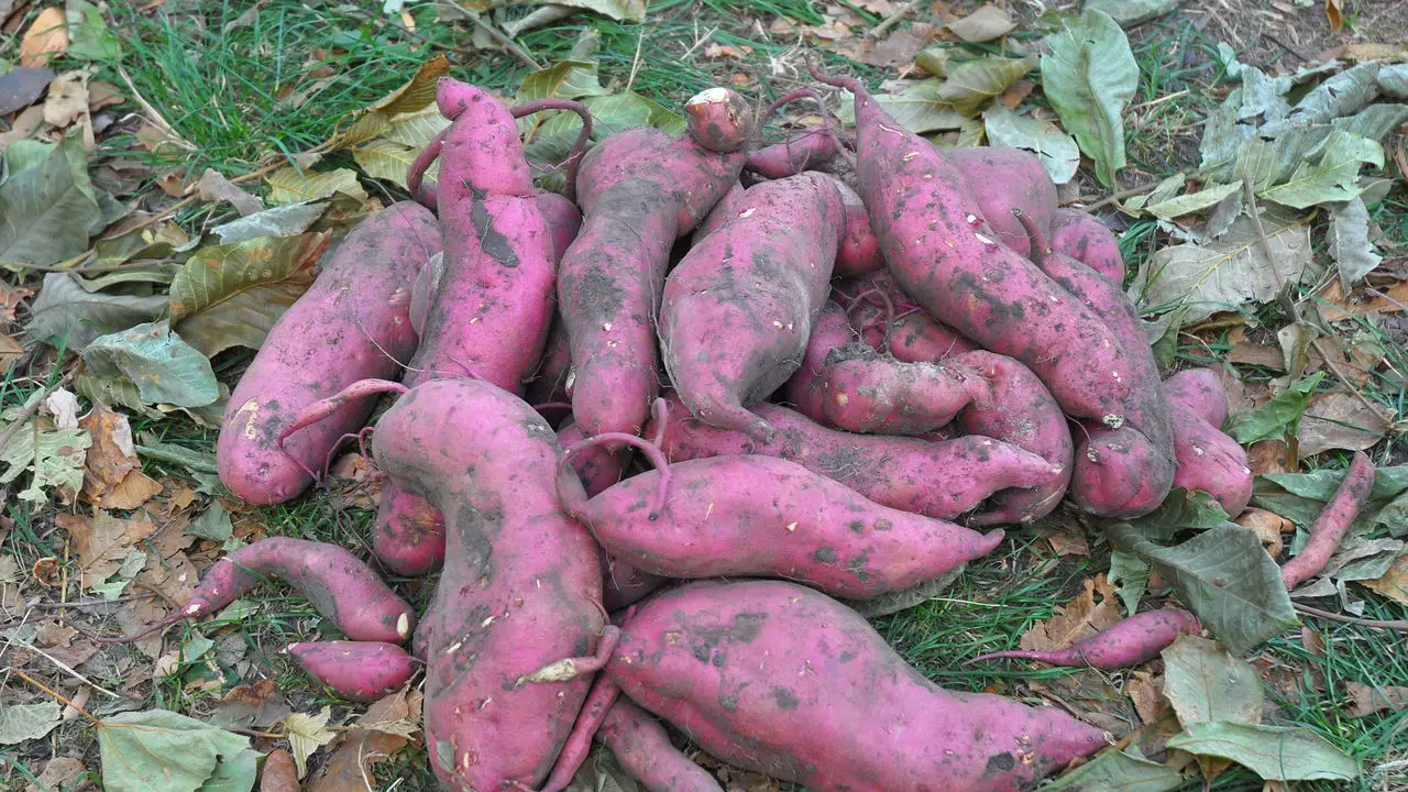 O Segredo para Plantar Batata Doce e Ter Raízes Sempre Grandes