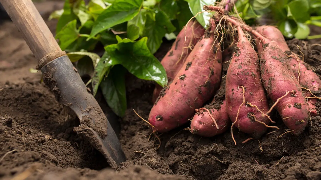 Dicas Práticas para Plantar Batata Doce e Garantir uma Colheita Farta
