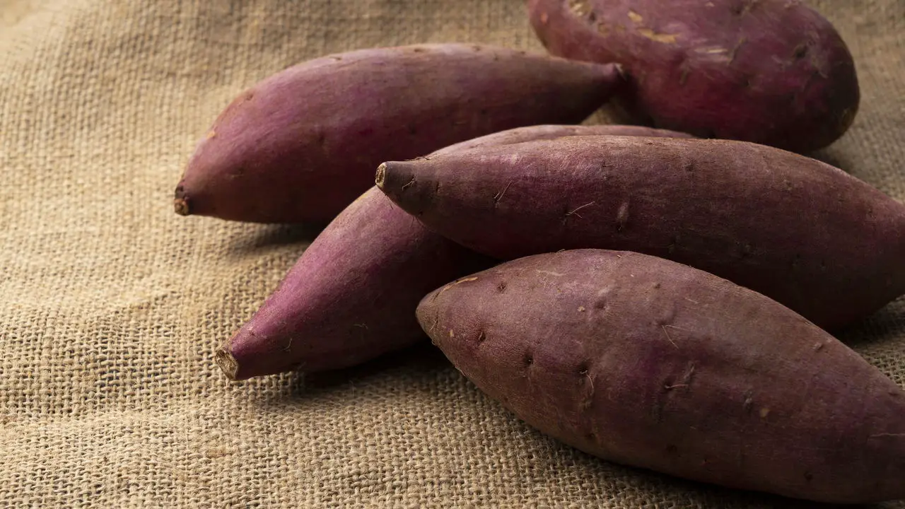 Dicas Práticas para Plantar Batata Doce e Garantir uma Colheita Farta