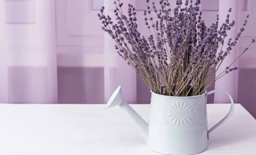 Casa Sempre Perfumada com Lavanda, Olha que Tudo