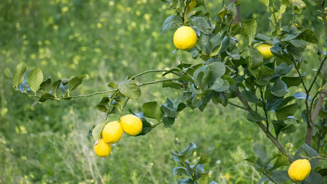 Como Plantar Limão Siciliano e Garantir uma Produção Abundante