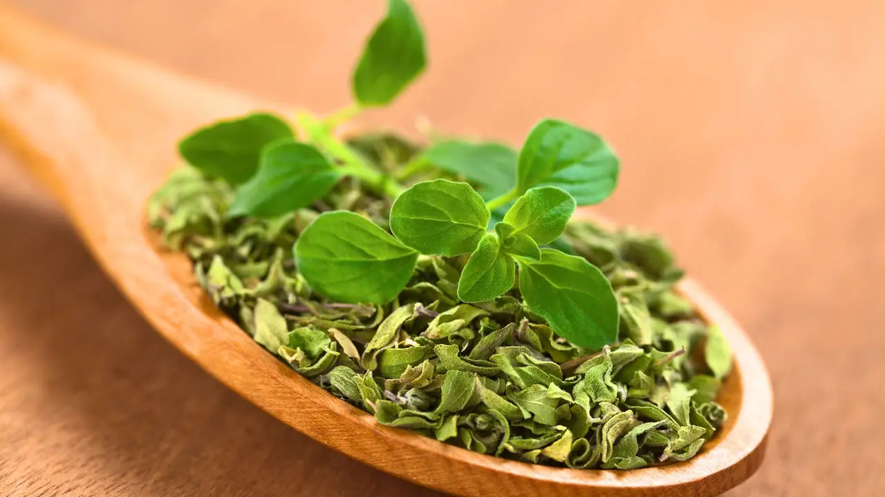 Como Plantar Orégano e Ter um Temperinho Sempre Fresco