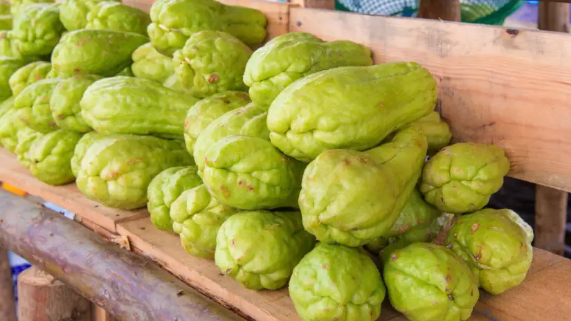 Passo a Passo para Produzir Chuchu de Forma Simples e Natural