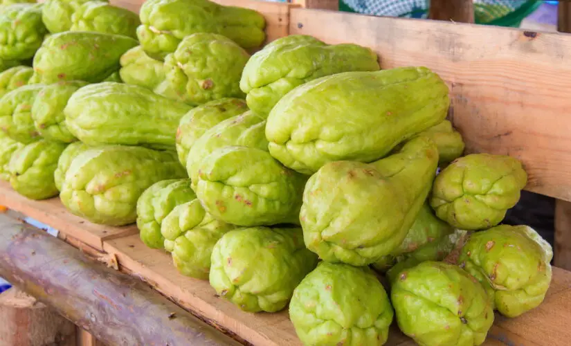 Passo a Passo para Produzir Chuchu de Forma Simples e Natural