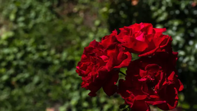 Plantar Rosas - Créditos: depositphotos.com / HayDmitriy