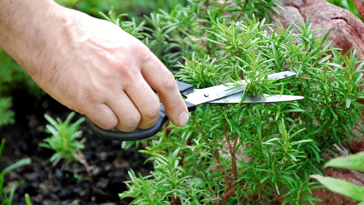 Dicas Infalíveis para Plantar Alecrim e Ter uma Horta Sempre Verde
