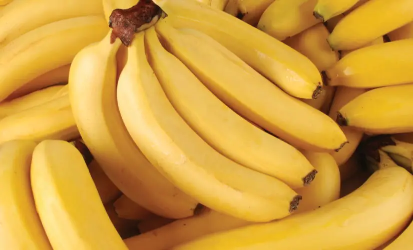 Plantar Banana - Créditos: depositphotos.com / VadimVasenin