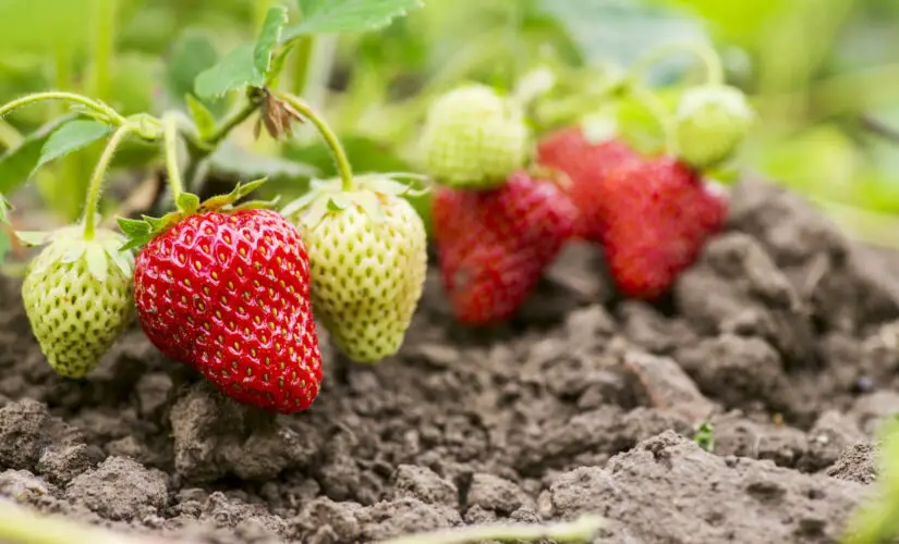 Como Plantar Morango em Casa com esse Passo a Passo Completo