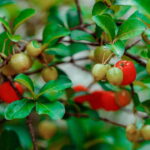 Como Plantar Acerola em Vasos e Ter Frutas Frescas o Ano Todo