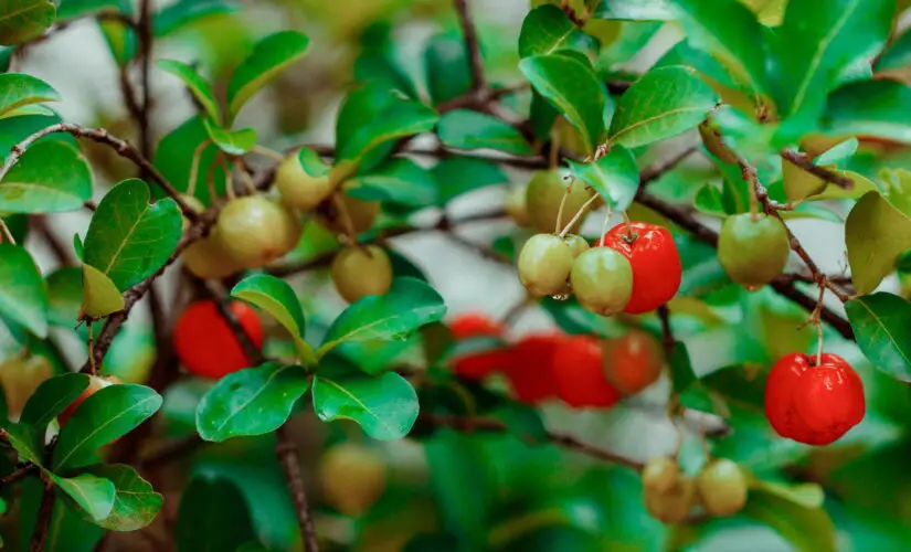 Como Plantar Acerola em Vasos e Ter Frutas Frescas o Ano Todo