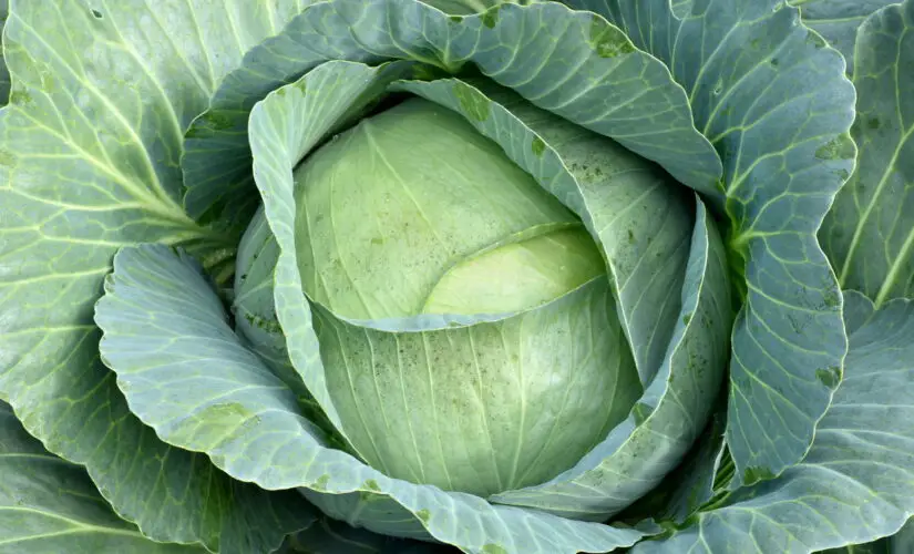 Dicas Infalíveis para Plantar Repolho e Ter uma Horta Sempre Farta