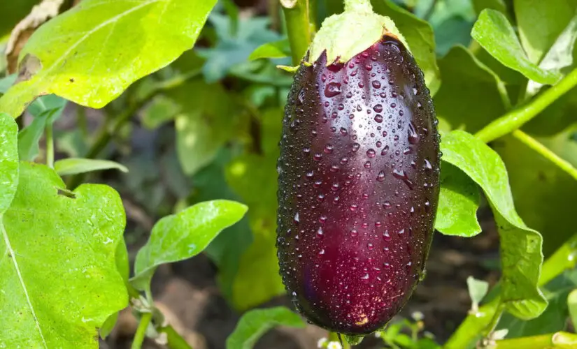 Como Plantar Berinjela e Ter uma Colheita Sempre Farta