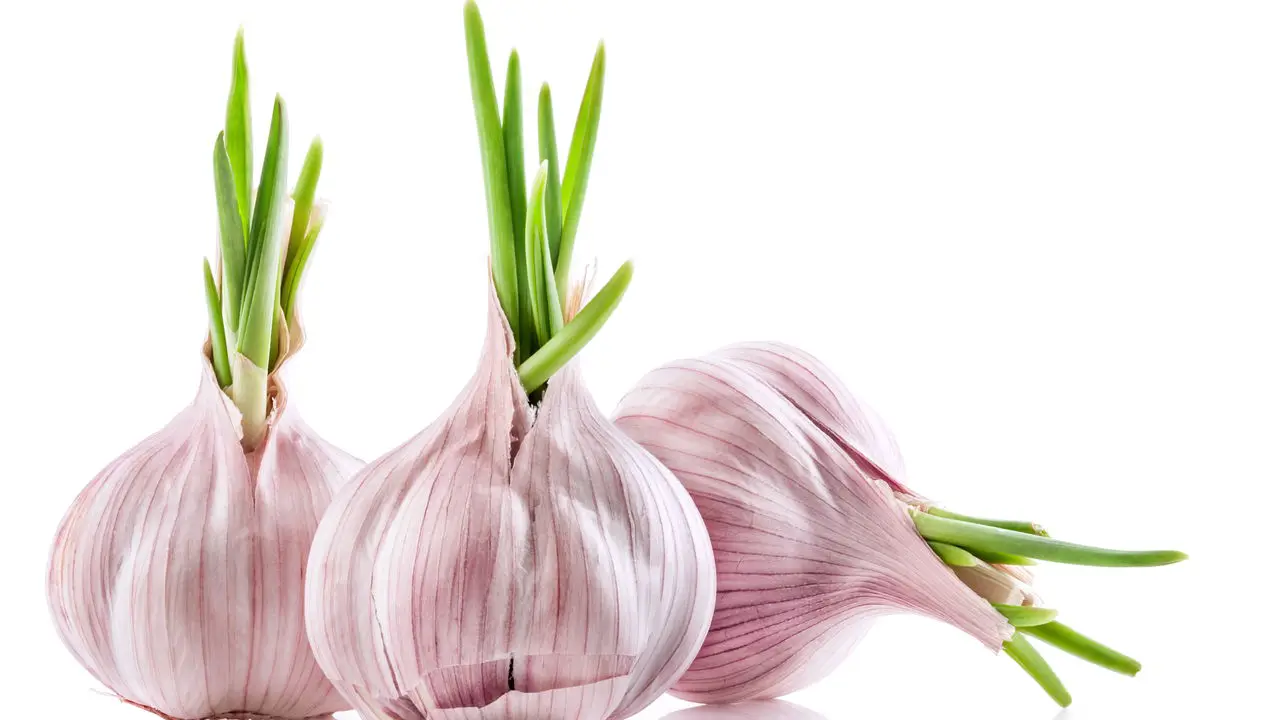 Dicas Práticas para Plantar Alho em Casa e Garantir uma Colheita Perfeita