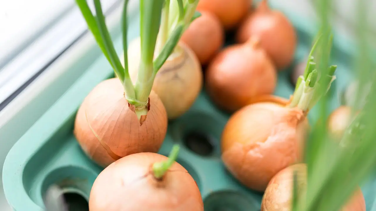 Dicas Práticas para Plantar Cebola em Casa e Garantir uma Colheita Farta
