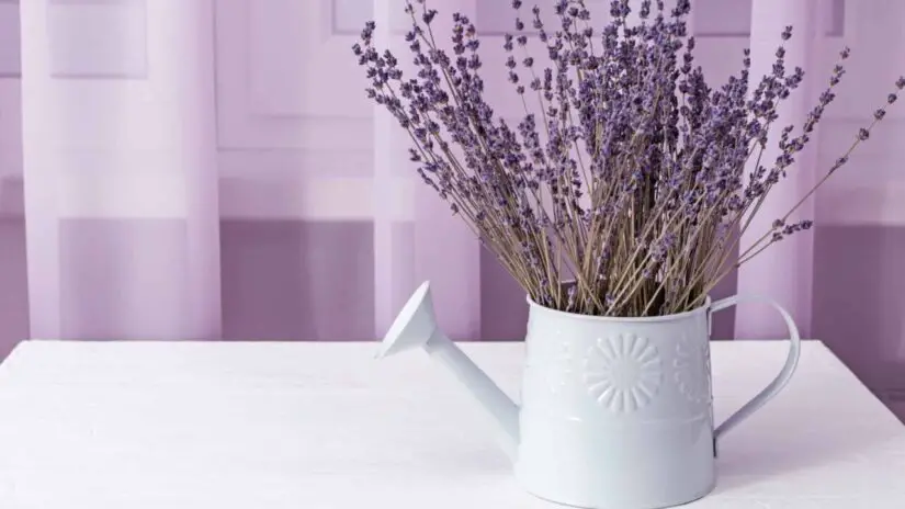 Casa Sempre Perfumada com Lavanda, Olha que Tudo