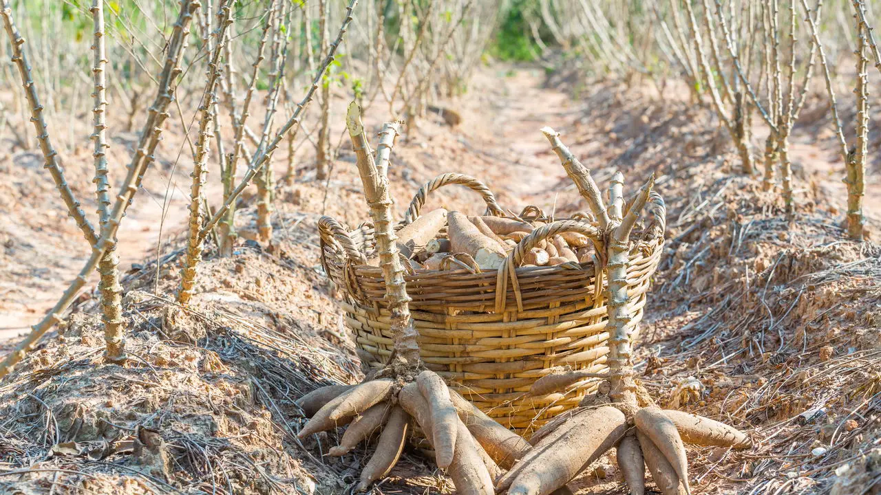 Passo a Passo para Plantar Mandioca Saudável e Natural em Casa