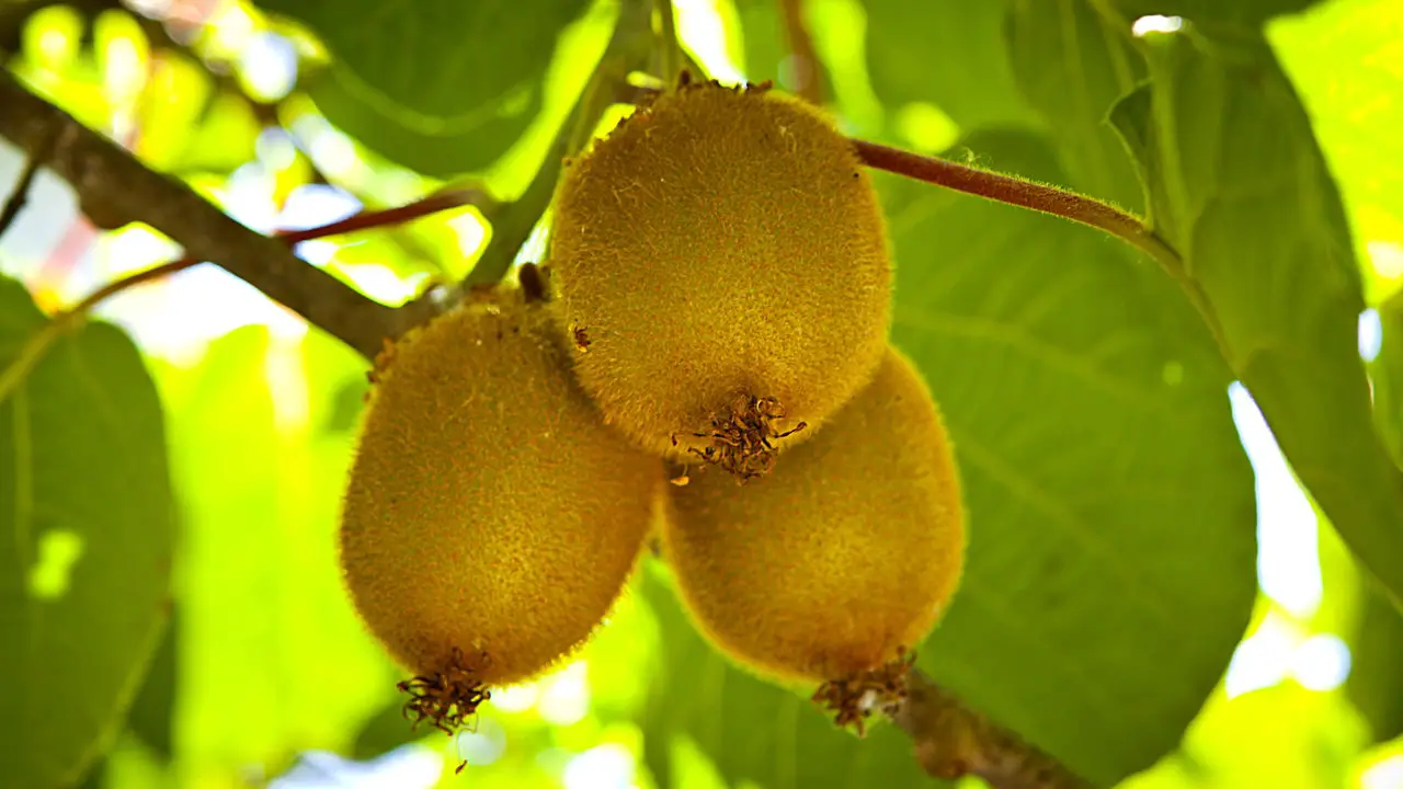 Como Plantar Kiwi em Casa e Ter Frutas Sempre ao Alcance
