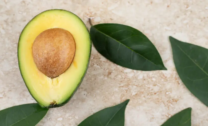 Folhas de Abacate: O Poder Escondido da Natureza para Transformar Sua Saúde!