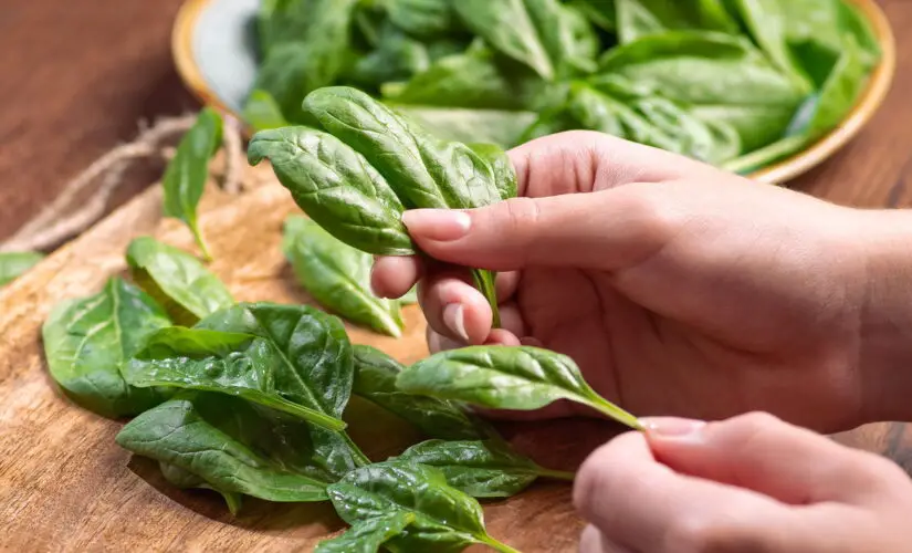 Dicas Infalíveis para Plantar Espinafre e Ter Hortaliças Sempre Frescas