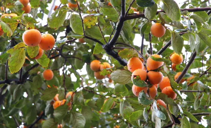 Como Fazer seu Caquizeiro Crescer Melhor e Render Mais Frutos