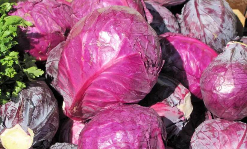 Como Cultivar Repolho Roxo e Garantir uma Produção Saudável