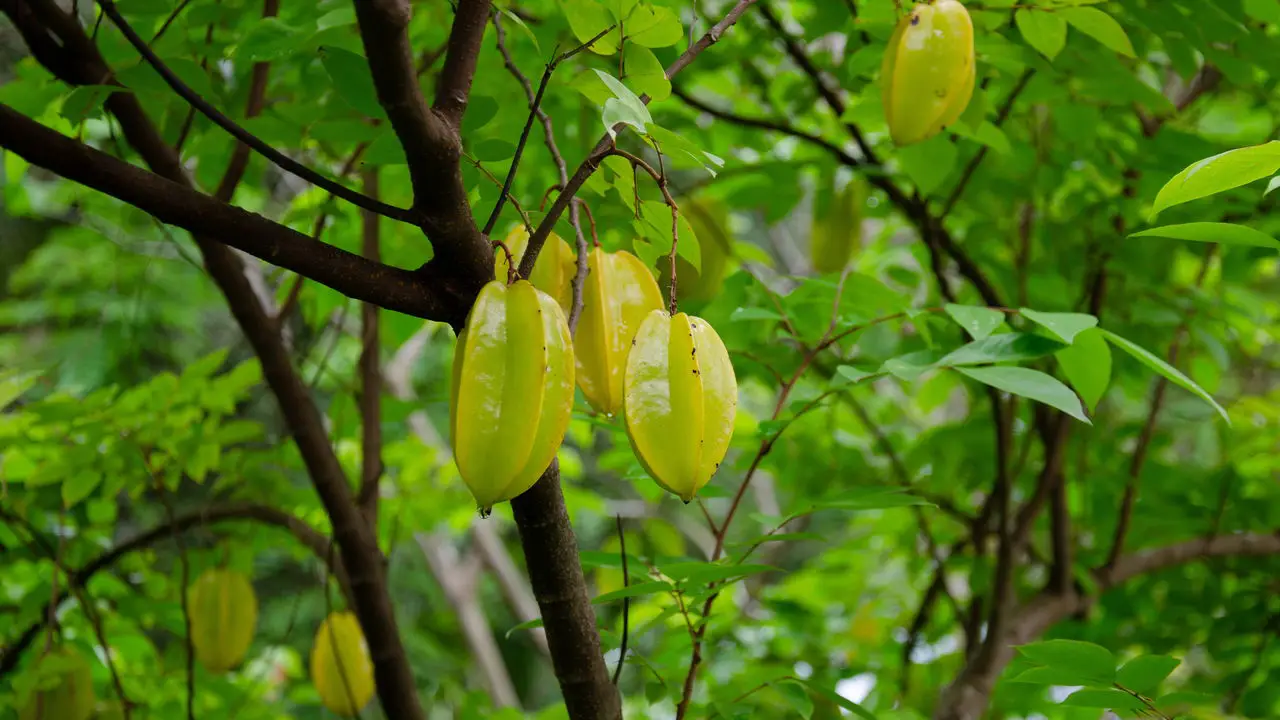 Passo a Passo para Produzir Carambolas Doces e Nutritivas