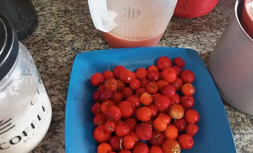 Suco Acerola Fonte Youtube Vida boa no interior com Rosa